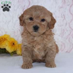 Conley, Mini Goldendoodle Puppy